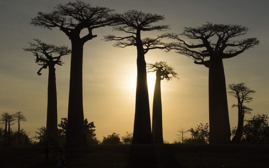 Visiter Madagascar : les plus beaux circuits